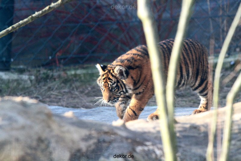 zoo-wuppertal-tschuna-daseep-06-118