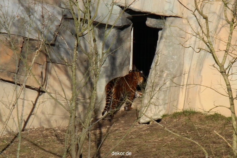 zoo-wuppertal-tschuna-daseep-07-004