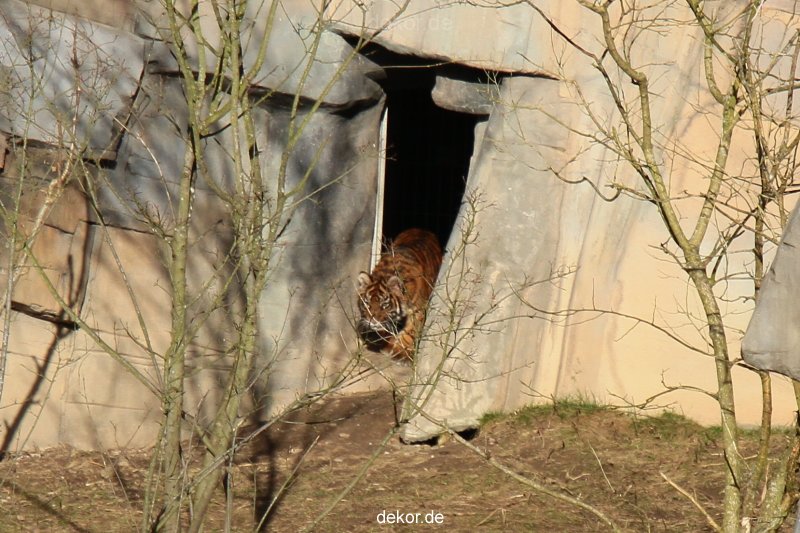 zoo-wuppertal-tschuna-daseep-07-006