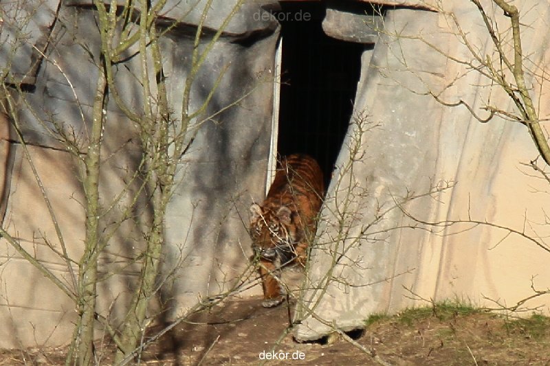zoo-wuppertal-tschuna-daseep-07-007