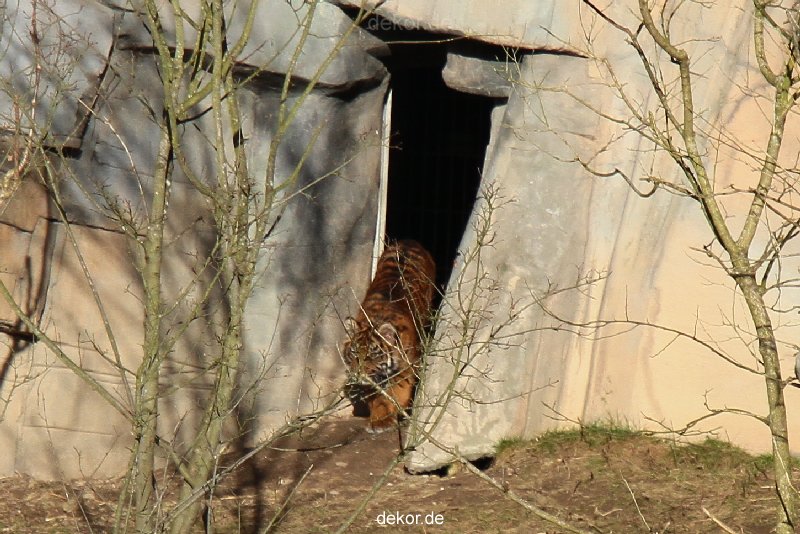 zoo-wuppertal-tschuna-daseep-07-008
