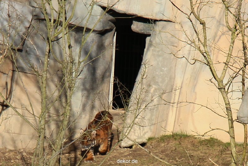 zoo-wuppertal-tschuna-daseep-07-010