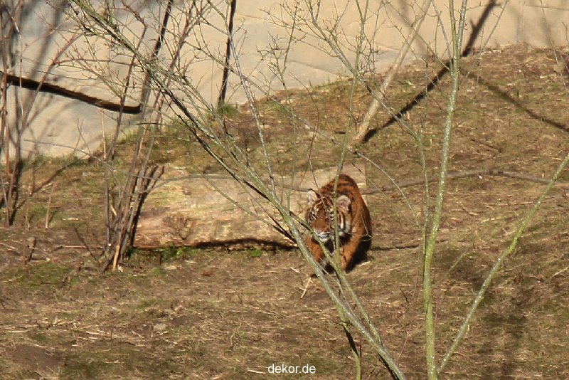 zoo-wuppertal-tschuna-daseep-07-011