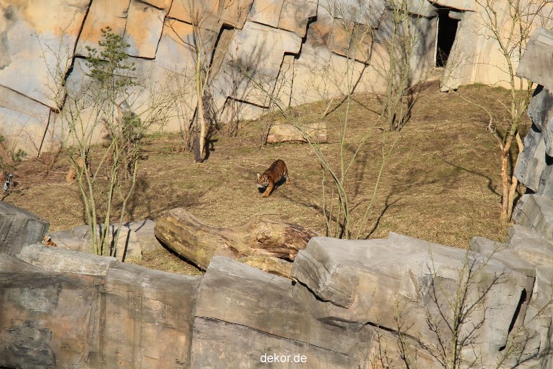 zoo-wuppertal-tschuna-daseep-07-012