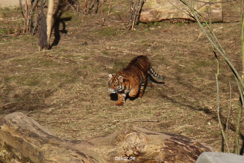 zoo-wuppertal-tschuna-daseep-07-013