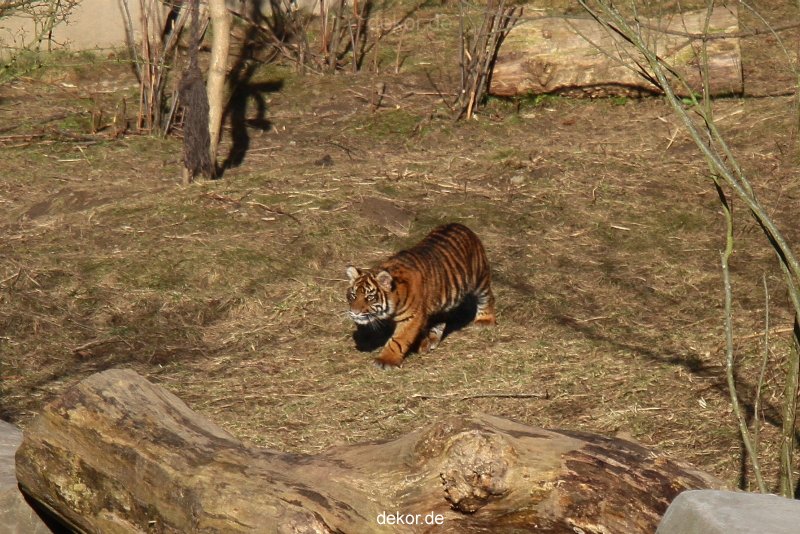 zoo-wuppertal-tschuna-daseep-07-014