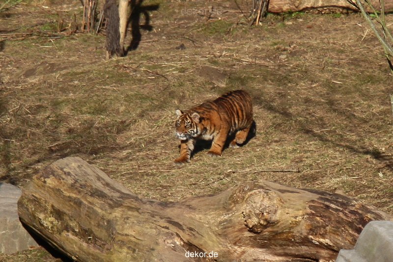 zoo-wuppertal-tschuna-daseep-07-015