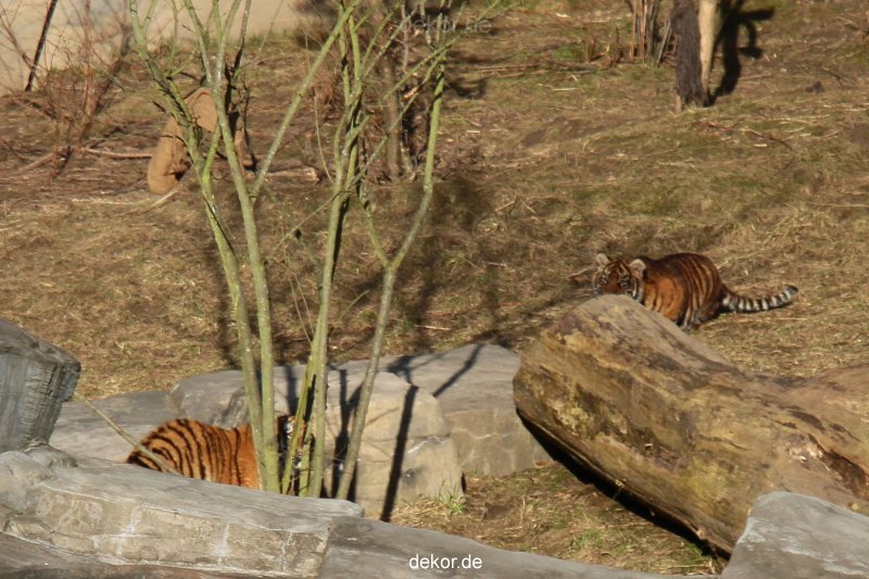 zoo-wuppertal-tschuna-daseep-07-017