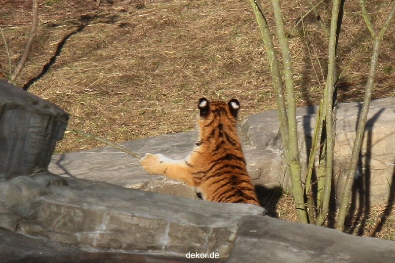 zoo-wuppertal-tschuna-daseep-07-021