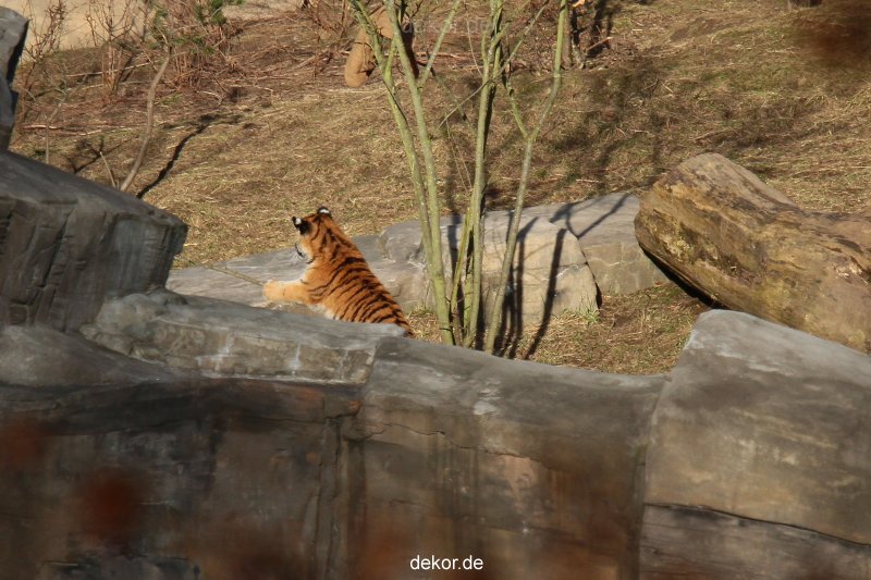 zoo-wuppertal-tschuna-daseep-07-022