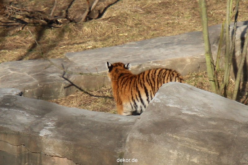 zoo-wuppertal-tschuna-daseep-07-023