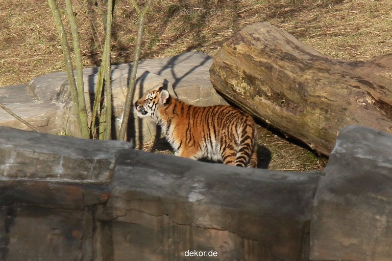 zoo-wuppertal-tschuna-daseep-07-029