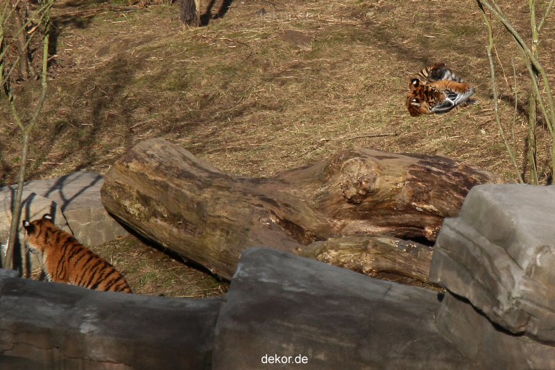 zoo-wuppertal-tschuna-daseep-07-034