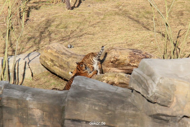 zoo-wuppertal-tschuna-daseep-07-042