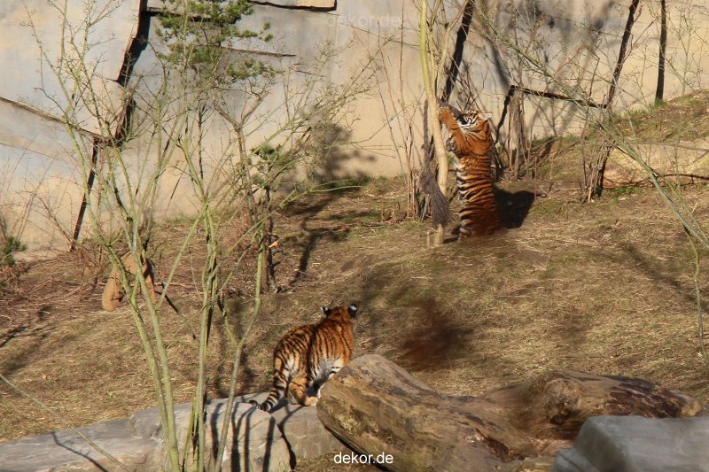 zoo-wuppertal-tschuna-daseep-07-047