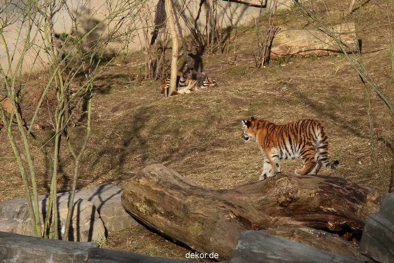 zoo-wuppertal-tschuna-daseep-07-056