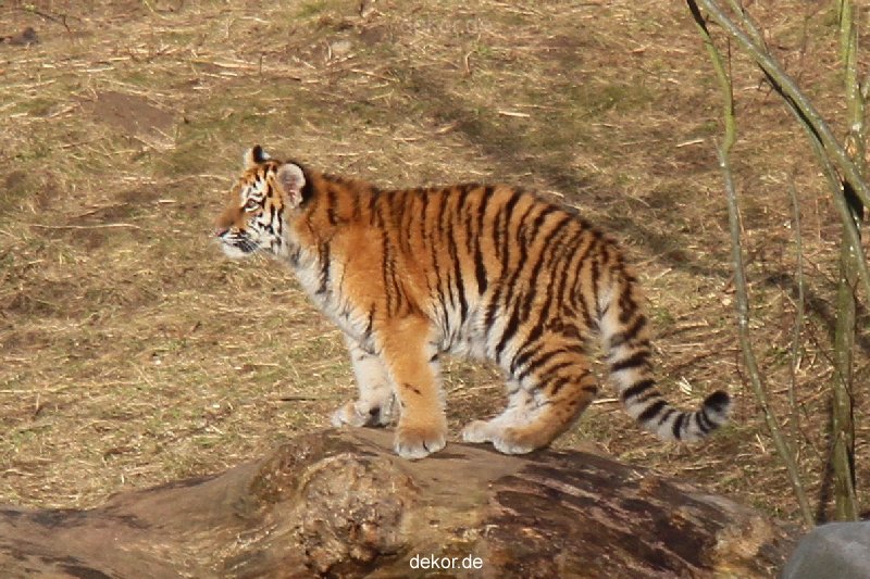 zoo-wuppertal-tschuna-daseep-07-058