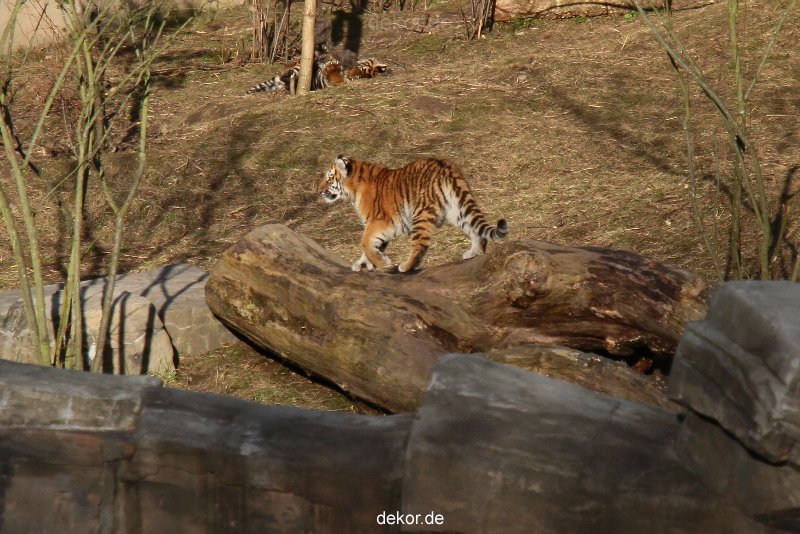 zoo-wuppertal-tschuna-daseep-07-060