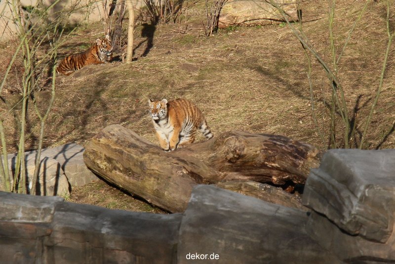 zoo-wuppertal-tschuna-daseep-07-066
