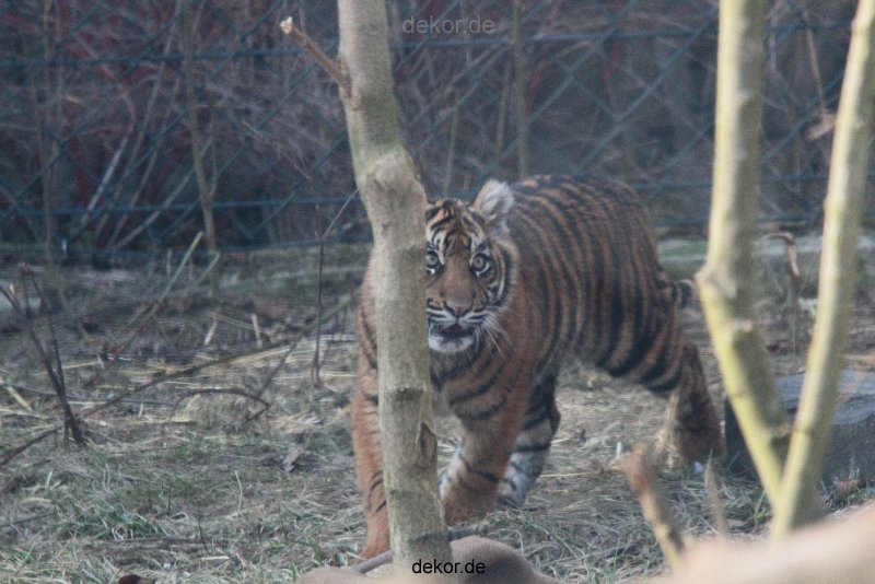 zoo-wuppertal-tschuna-daseep-07-067