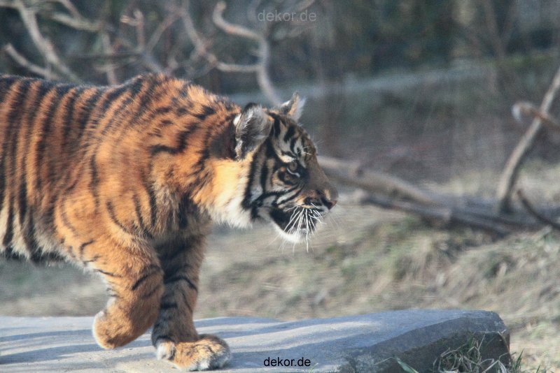 zoo-wuppertal-tschuna-daseep-07-068