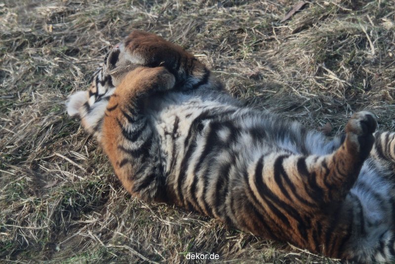 zoo-wuppertal-tschuna-daseep-07-078