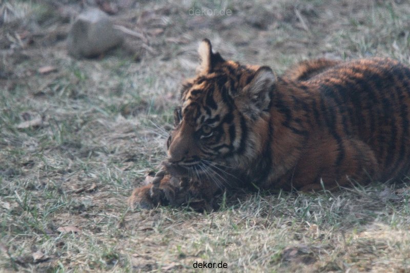 zoo-wuppertal-tschuna-daseep-07-090