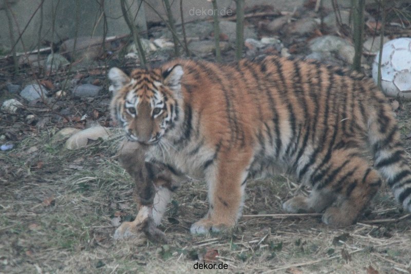 zoo-wuppertal-tschuna-daseep-07-099