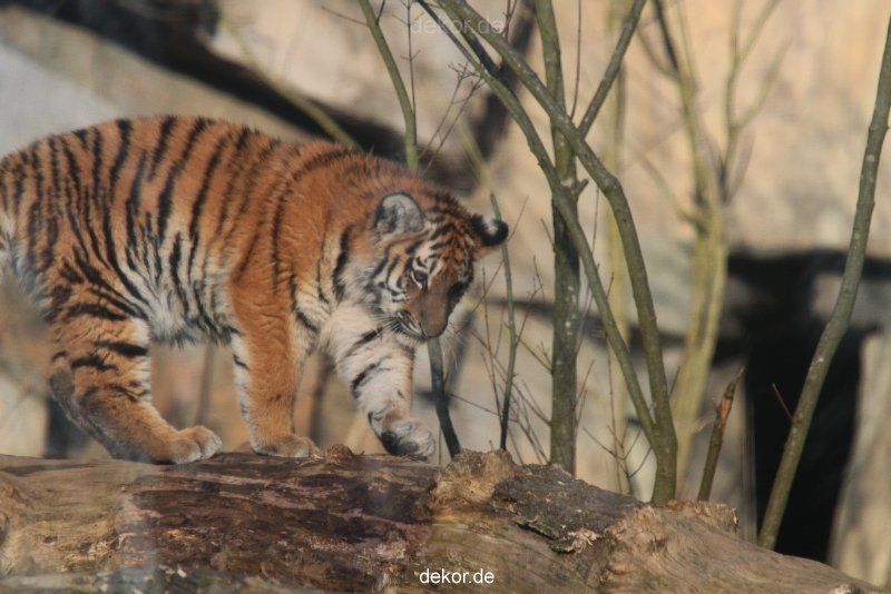 zoo-wuppertal-tschuna-daseep-07-111