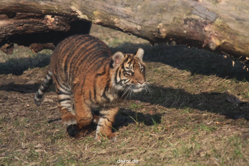 zoo-wuppertal-tschuna-daseep-07-115
