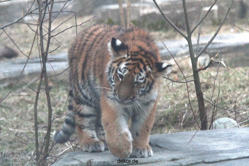zoo-wuppertal-tschuna-daseep-07-118