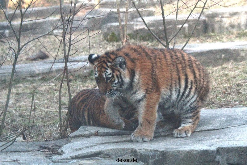 zoo-wuppertal-tschuna-daseep-07-120