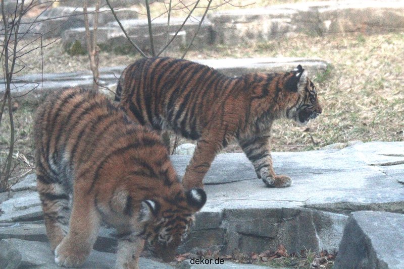 zoo-wuppertal-tschuna-daseep-07-121