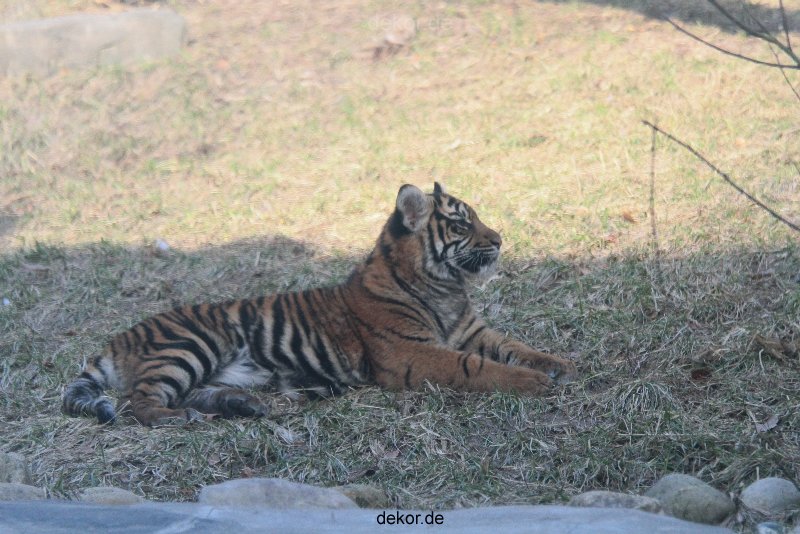 zoo-wuppertal-tschuna-daseep-07-122