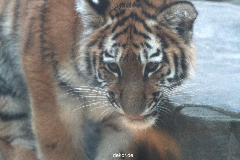 zoo-wuppertal-tschuna-daseep-07-124