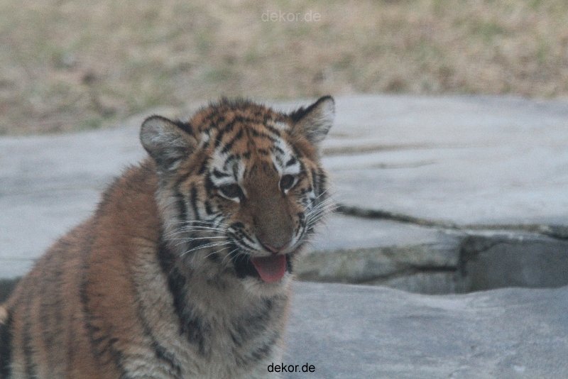 zoo-wuppertal-tschuna-daseep-07-125