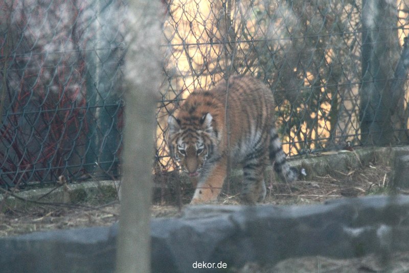zoo-wuppertal-tschuna-daseep-07-134