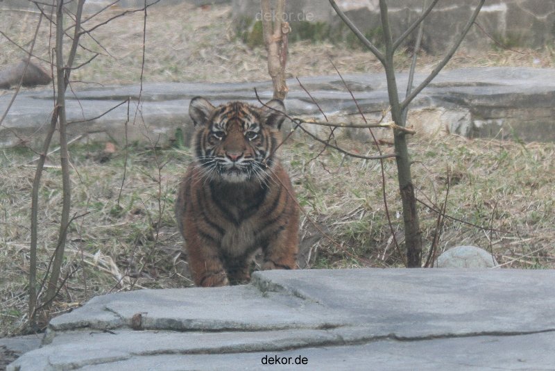 zoo-wuppertal-tschuna-daseep-07-138