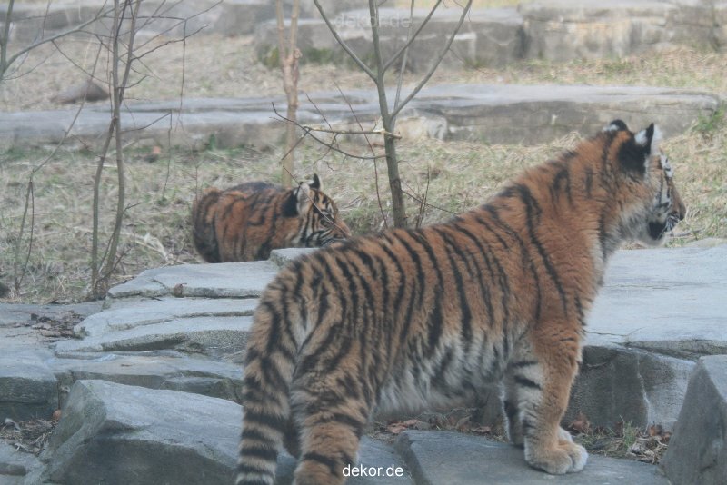 zoo-wuppertal-tschuna-daseep-07-139