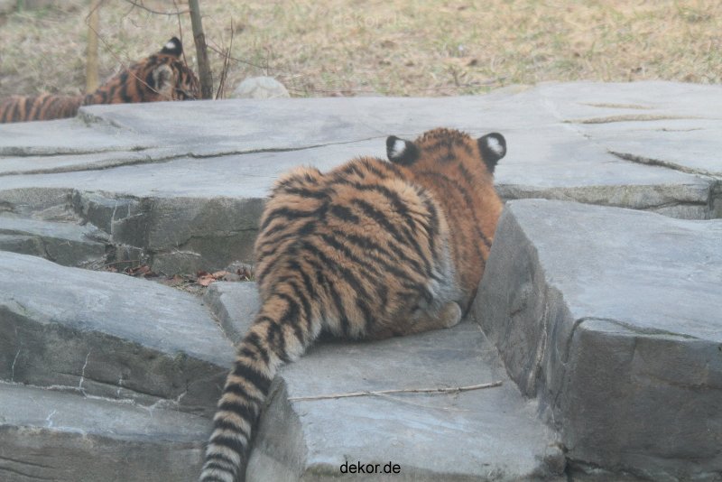 zoo-wuppertal-tschuna-daseep-07-141