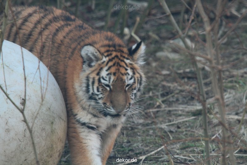 zoo-wuppertal-tschuna-daseep-08-002