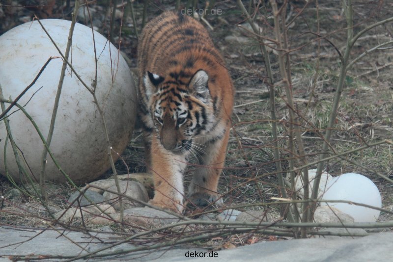 zoo-wuppertal-tschuna-daseep-08-003