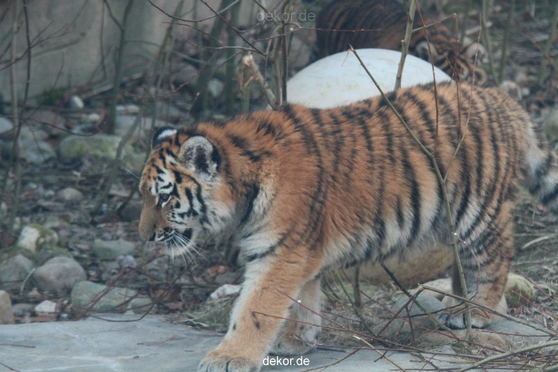 zoo-wuppertal-tschuna-daseep-08-004