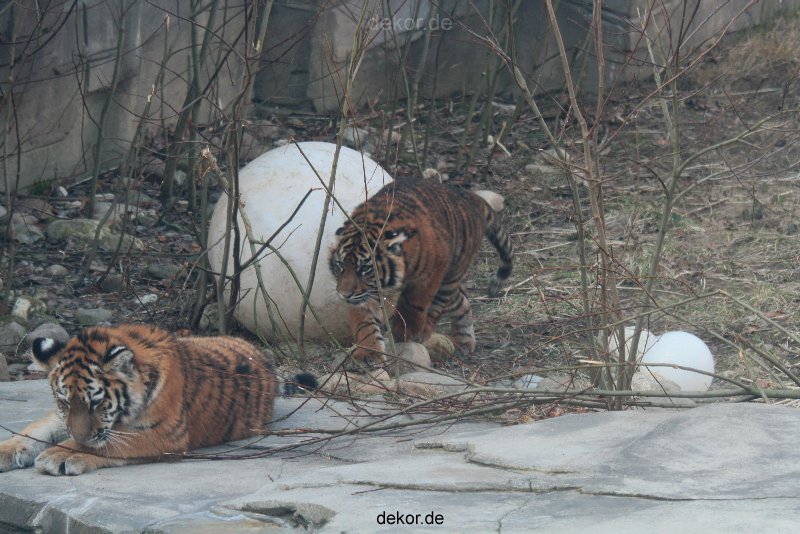 zoo-wuppertal-tschuna-daseep-08-007