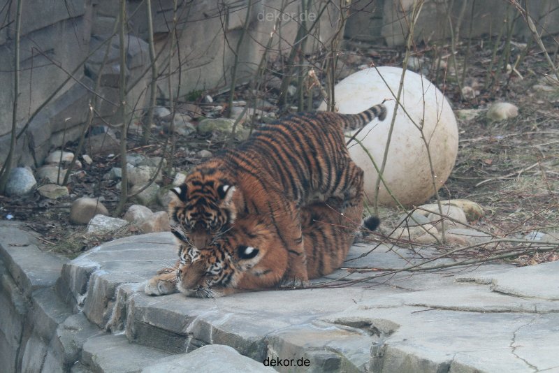 zoo-wuppertal-tschuna-daseep-08-010