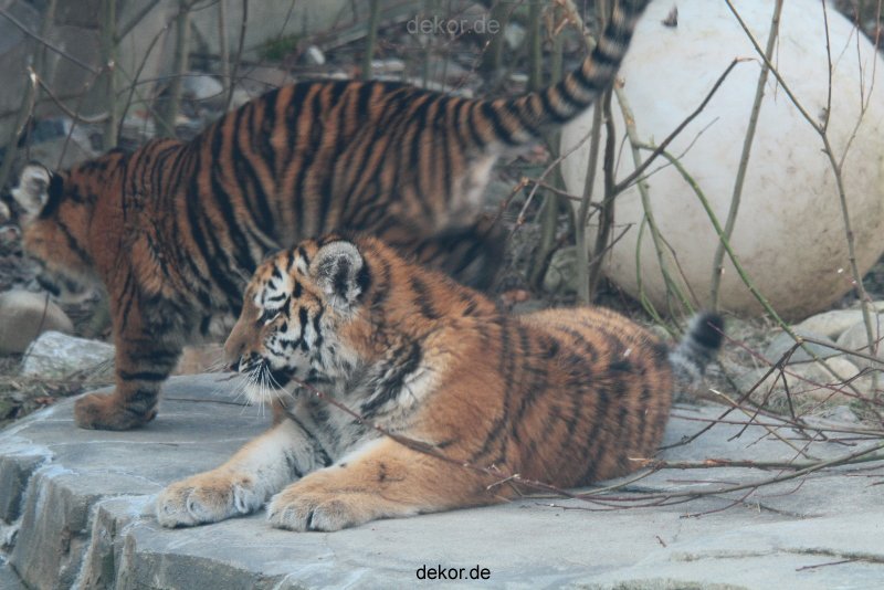 zoo-wuppertal-tschuna-daseep-08-011