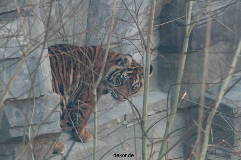 zoo-wuppertal-tschuna-daseep-08-012