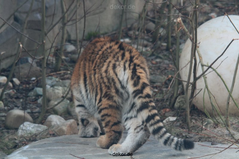 zoo-wuppertal-tschuna-daseep-08-013