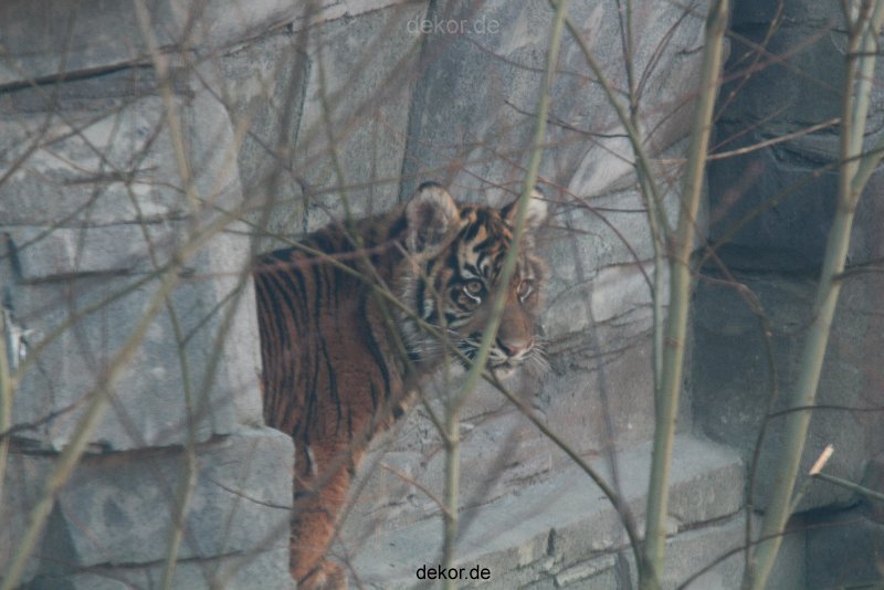 zoo-wuppertal-tschuna-daseep-08-014