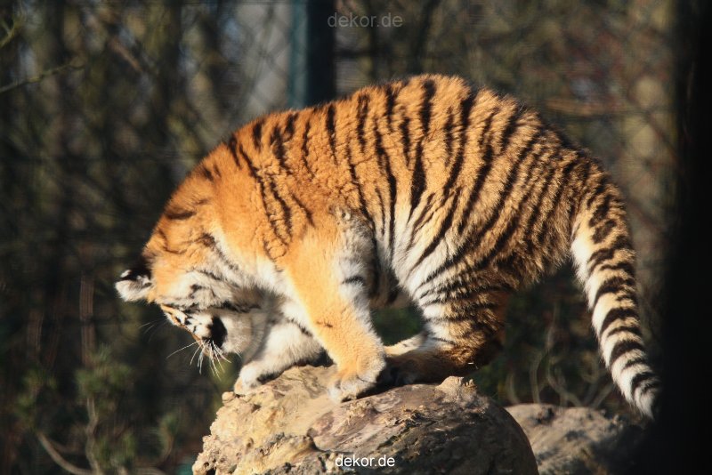 zoo-wuppertal-tschuna-daseep-08-018